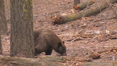Large black bear forages in a thick forest
