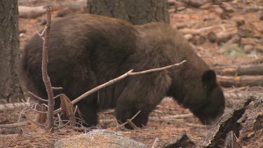 Large black bear forages in a thick forest