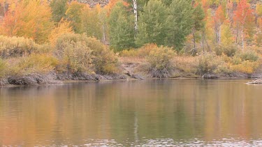 Large bull moose in pristine Autumn wilderness setting