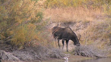 Late afternnon with a bull moose at a wilderness river bank