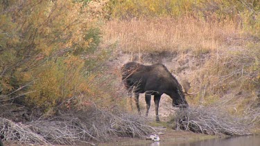 Late afternnon with a bull moose at a wilderness river bank