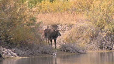 Late afternnon with a bull moose at a wilderness river bank