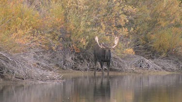 Late afternnon with a bull moose at a wilderness river bank