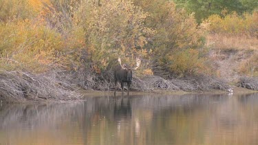 Late afternnon with a bull moose at a wilderness river bank