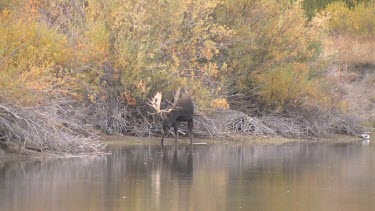 Late afternnon with a bull moose at a wilderness river bank