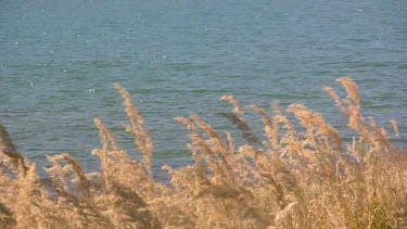 colorful and pristine lake seen through tall grass