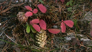 Closeup on forest color