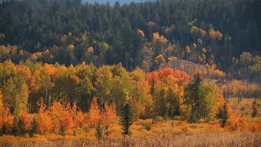 Brilliant fall color on Rocky Mountain forest slopes