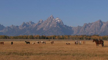 Horses out on a western mountain valley range