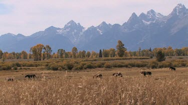 Horses out on a western mountain valley range