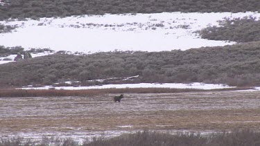 American Bison herd grazing  with young calves