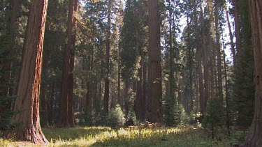 Eastern Sierra backcounty phenomena