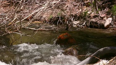 Icy stream landscape in early Spring