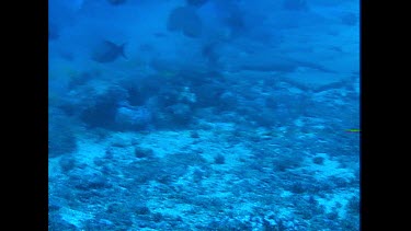 Bull Shark swims toward camera knocks camera swims away