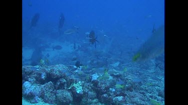 Bull Shark swims toward camera