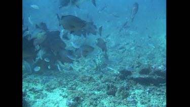 Bull Shark feeds on the ocean floor