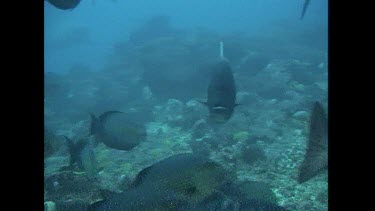 Bull Sharks swim around the camera