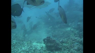 Bull Shark swims toward camera