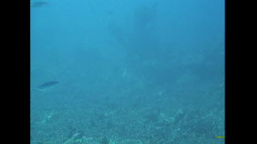 Bull Sharks investigate the cameramen