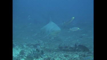 Bull Sharks investigate the cameramen