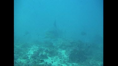 Bull Shark searches for food along the ocean floor