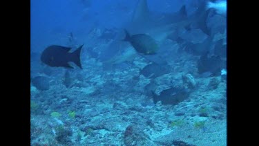 Bull Shark swims toward camera and then away