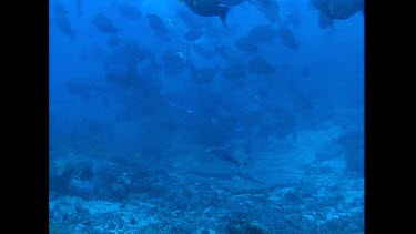 Bull Shark swims around camera bait line caught in mouth