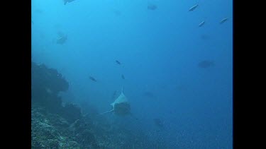 Bull Shark swims around camera bait line caught in mouth