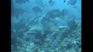 Bull Sharks search for food along the ocean floor