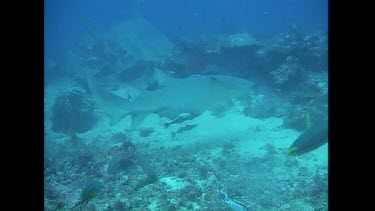 Bull Sharks search for food along the ocean floor