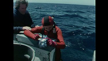 Valerie Taylor steps onto the boat deck bleeding from the bite wound