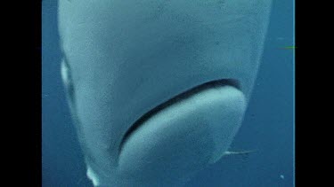 A Bue Shark pursues the camera snapping