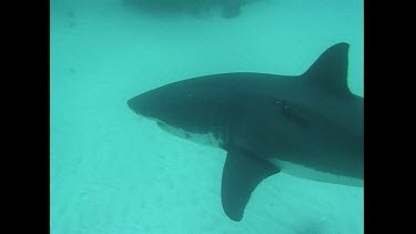 A Great White Shark comes in for a closer look