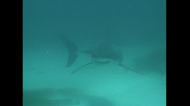 A Great White Shark approaches the divers testing the Shark POD device