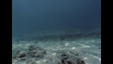 School of bait fish, with diver in background