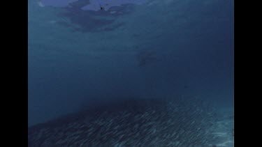 Massive school of bait fish, parting as camera diver moves through