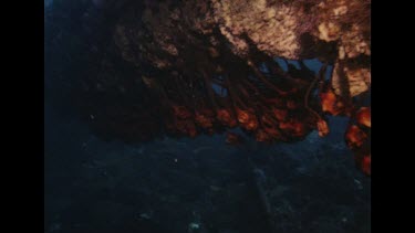 Sea squirts on Maroubra wreck