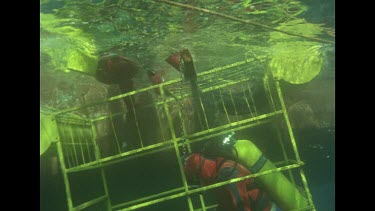 Valerie Taylor, diver steps into shark cage.