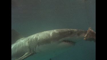 Great White shark takes bait and swims away, tail swishes at water surface