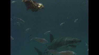 Great White shark swims among fish and tuna bait, takes bait and swims around cage