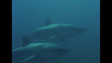 Two Great White sharks cruise by the cage L to R