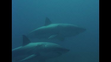 Two Great White sharks cruise by the cage L to R