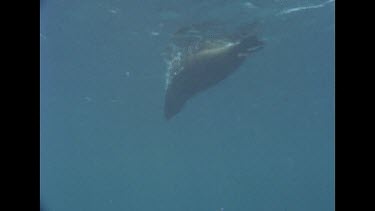 Injured sea lion at water surface