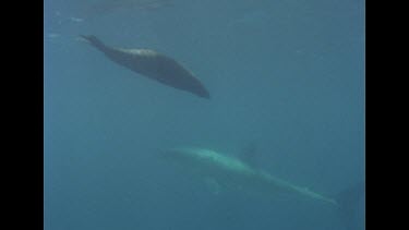 Sea lion and Great White Shark together in water