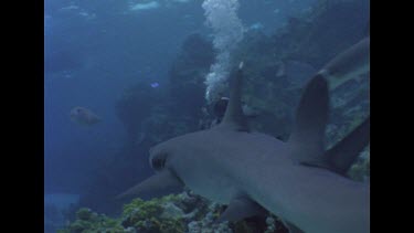 Valerie in mesh suit hand feeding Sharks