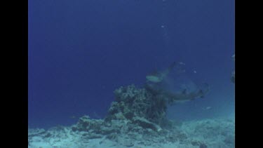 Ron Valerie Taylor, in mesh suits, film a Reef Shark feeding frenzy