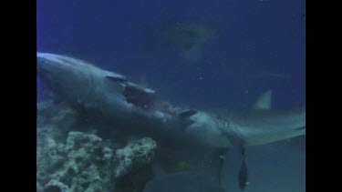 White Tips feed on a Tuna, slo mo, 75fps. Feeding frenzy.