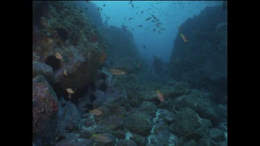 sharks swim in front of camera, front view