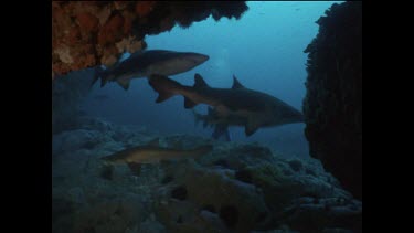 grey nurse sharks swim, Valerie in background