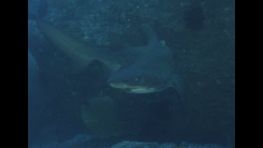 Grey nurse swimming through crevice